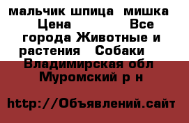 мальчик шпица (мишка) › Цена ­ 55 000 - Все города Животные и растения » Собаки   . Владимирская обл.,Муромский р-н